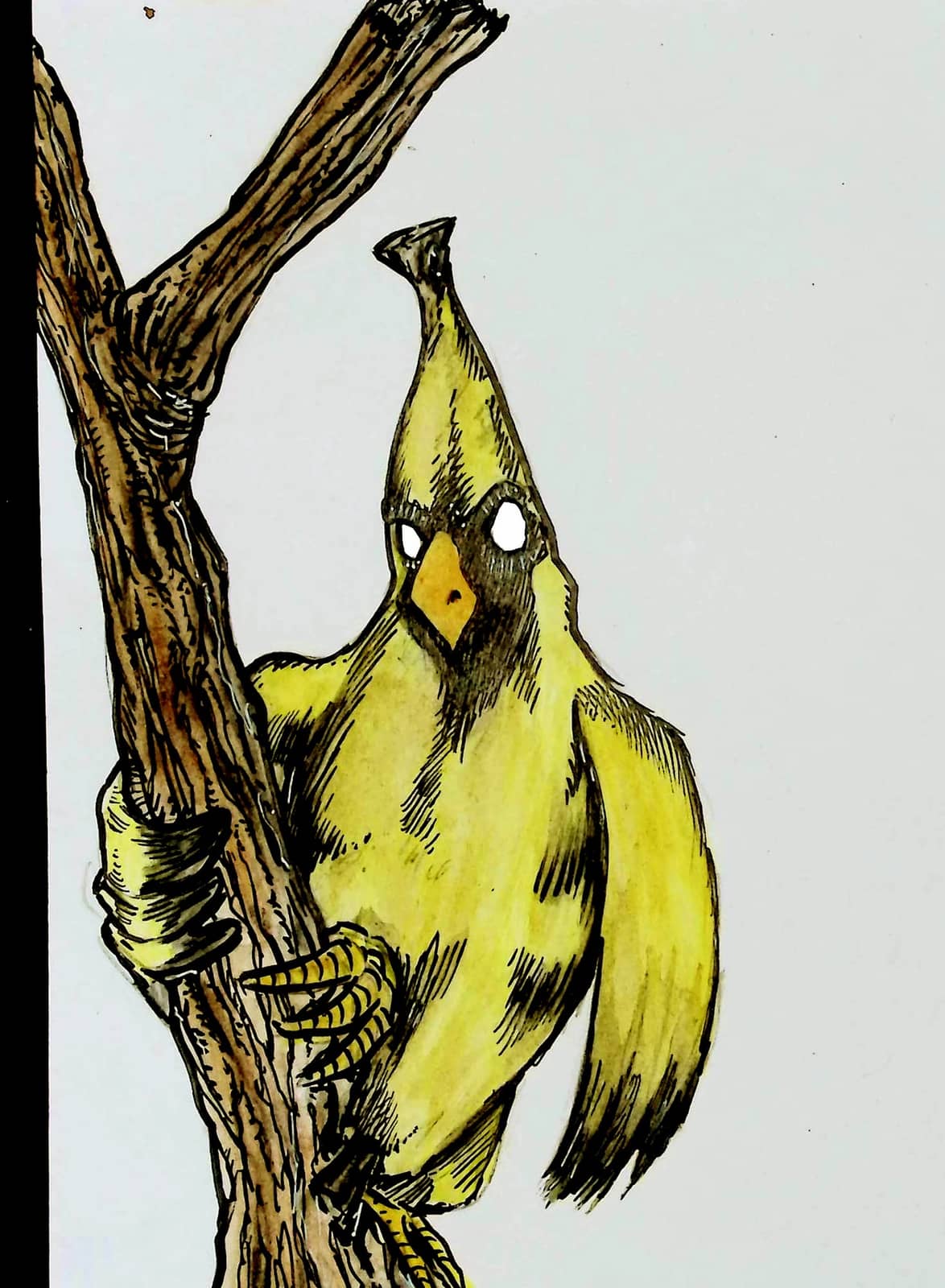 La perruche banane rare