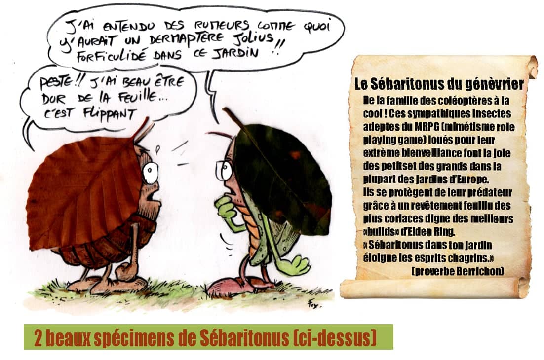 Deux insectes étonnants du jardin