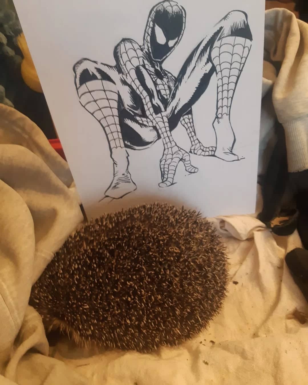 Spider-Man hérisson cosplay